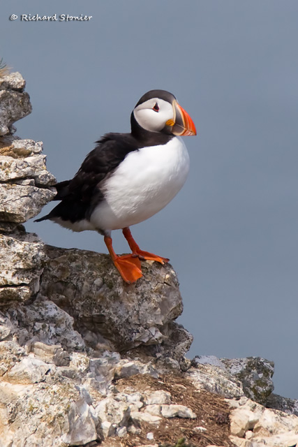 Puffin