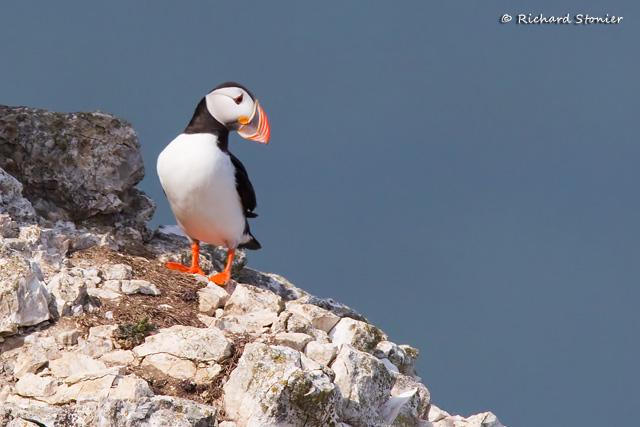 Puffin