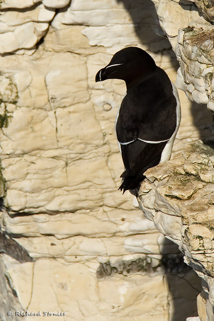 Razorbill
