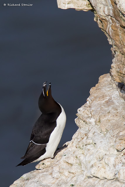 Razorbill