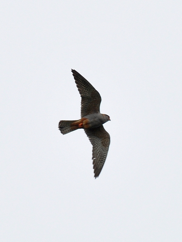 Red-footed Falcon