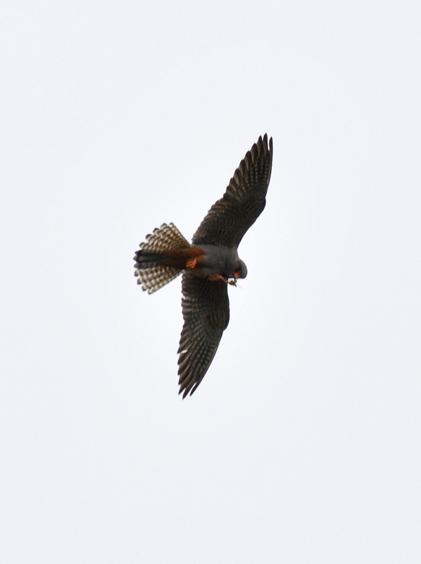 Red-footed Falcon