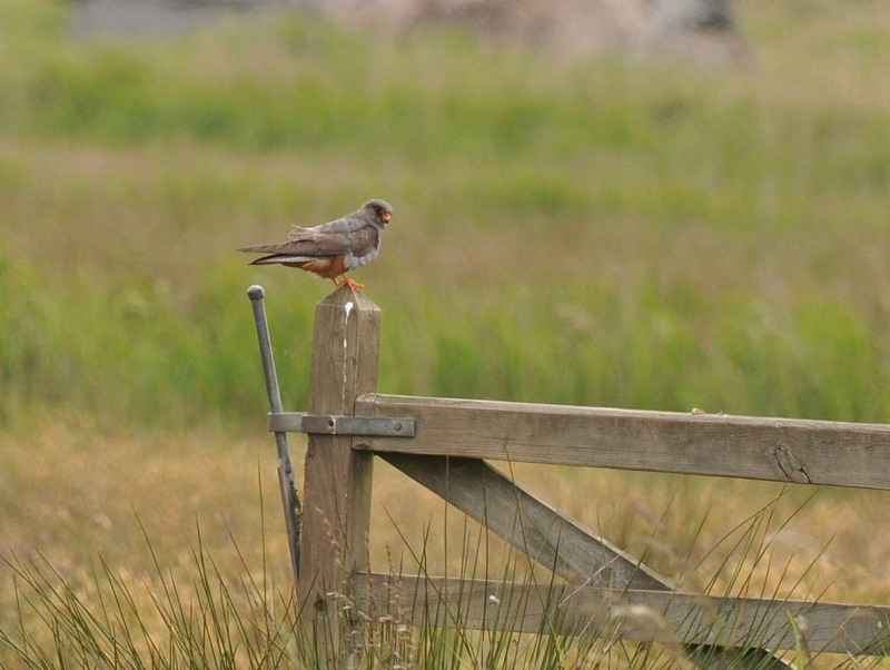 Red-footed Falcon
