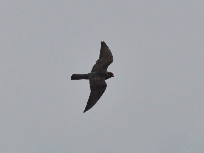 Red-footed Falcon