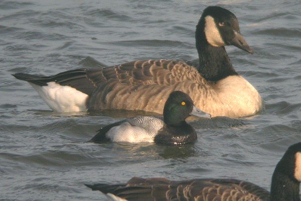 Lesser Scaup
