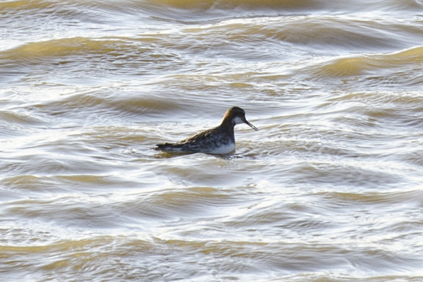 Red-necked Phalarope