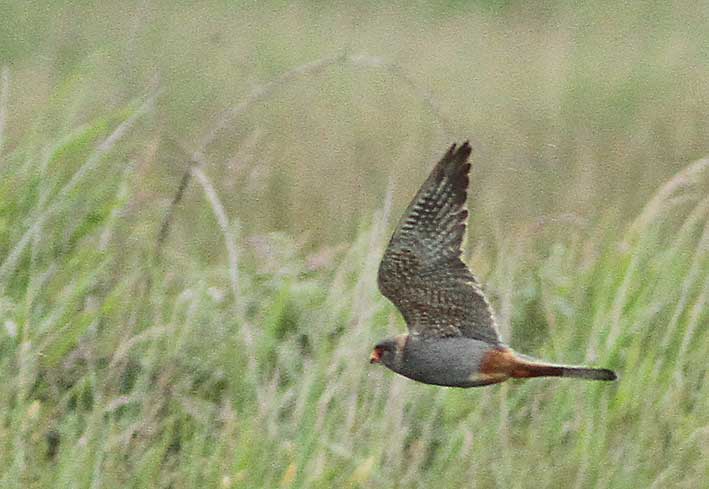 Red-footed Falcon