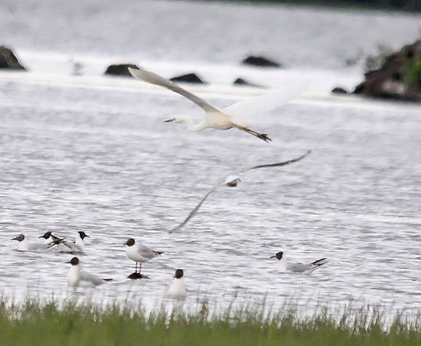 Great White Egret