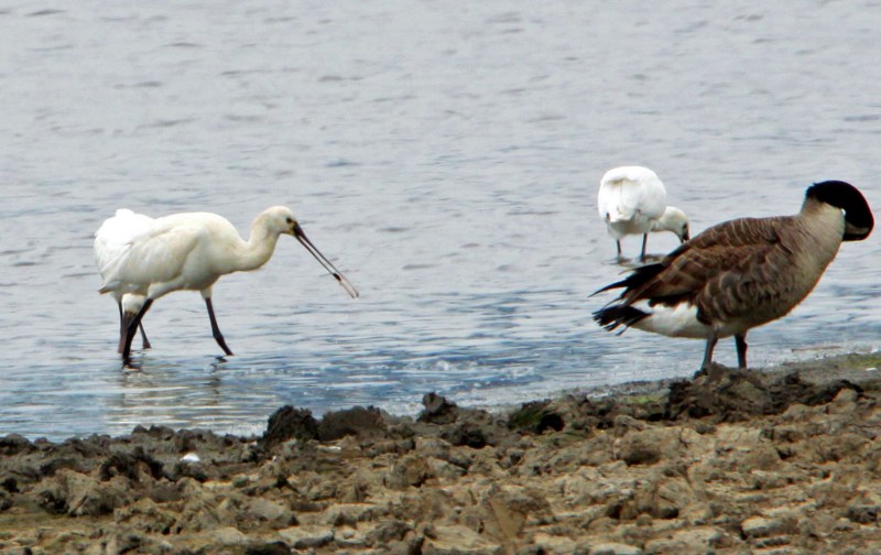 Spoonbill