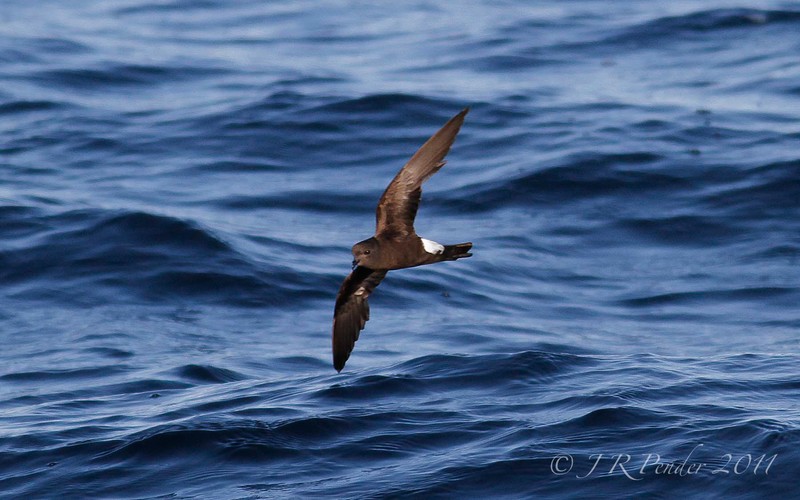 Wilson's Petrel