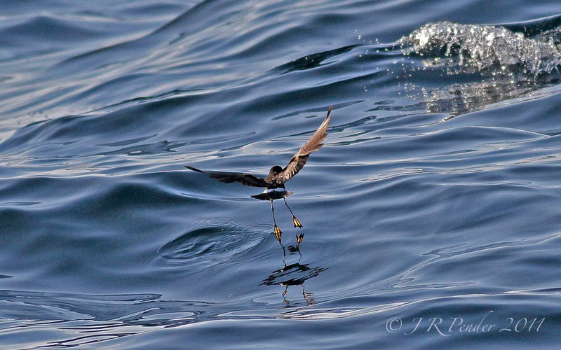 Wilson's Petrel