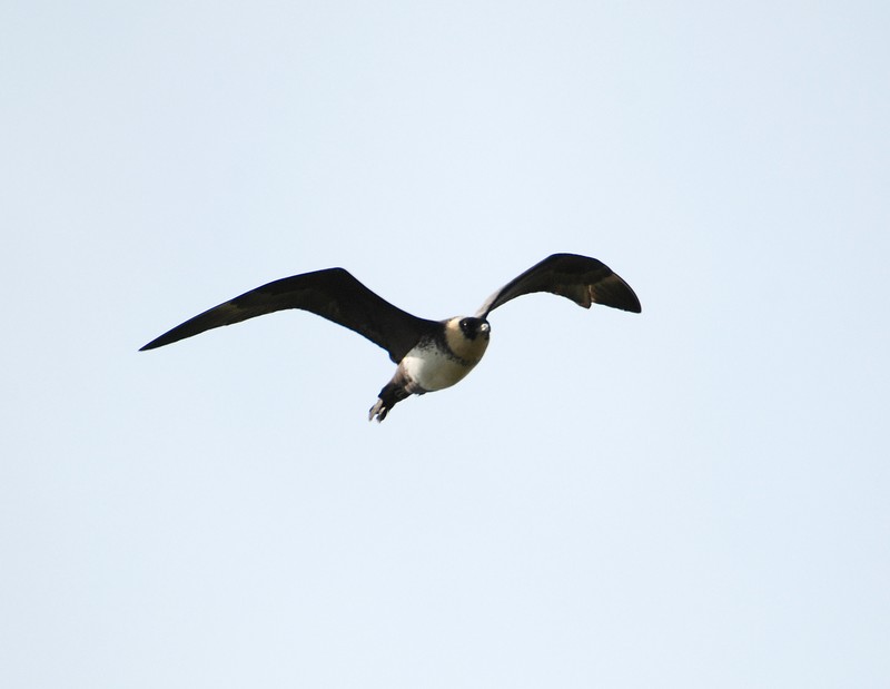 Pomarine Skua