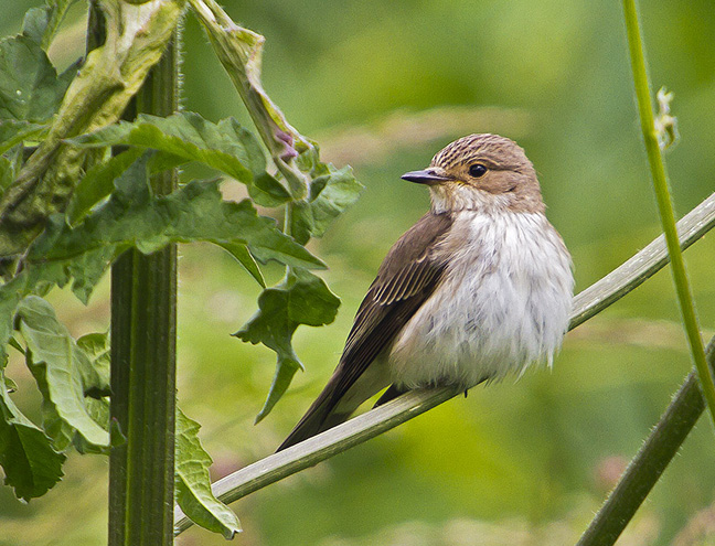 Spotted Flycatcher