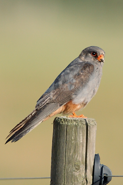 Red-footed Falcon