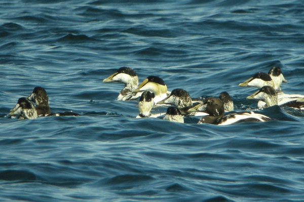 American Eider