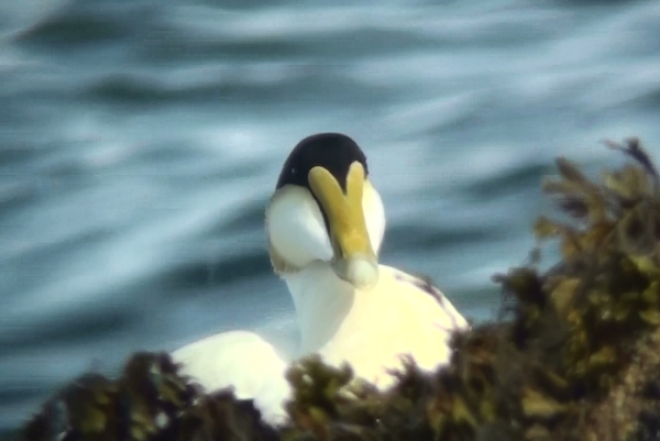 American Eider