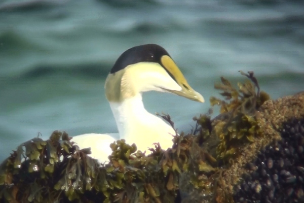American Eider