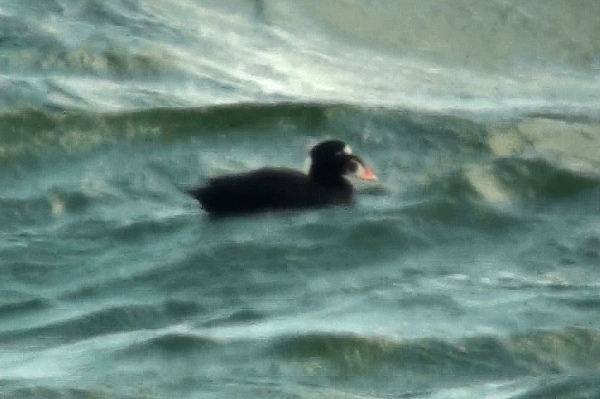 Surf Scoter