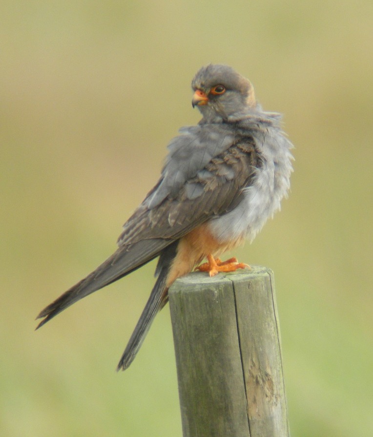 Red-footed Falcon