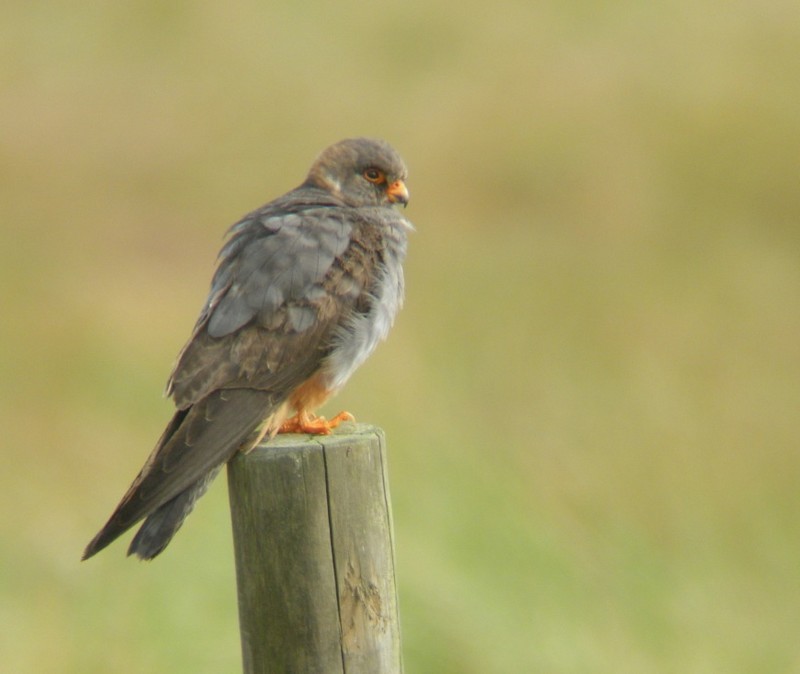 Red-footed Falcon