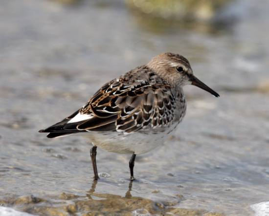 White-rumped Sandpiper