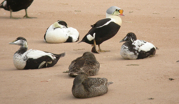 King Eider