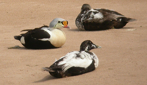 King Eider