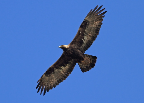 Golden Eagle