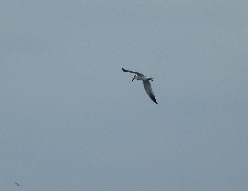 Caspian Tern