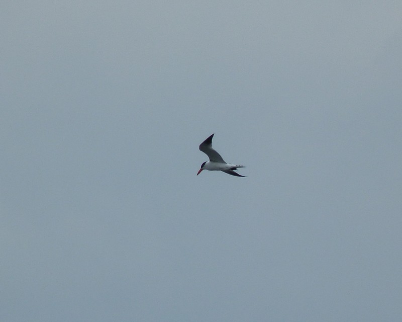 Caspian Tern