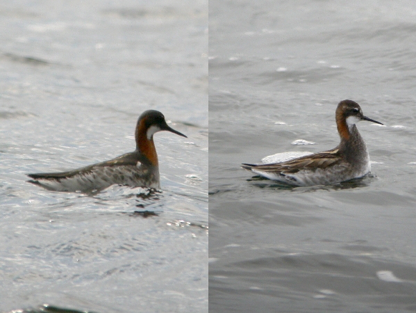 Red-necked Phalarope
