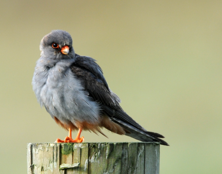 Red-footed Falcon