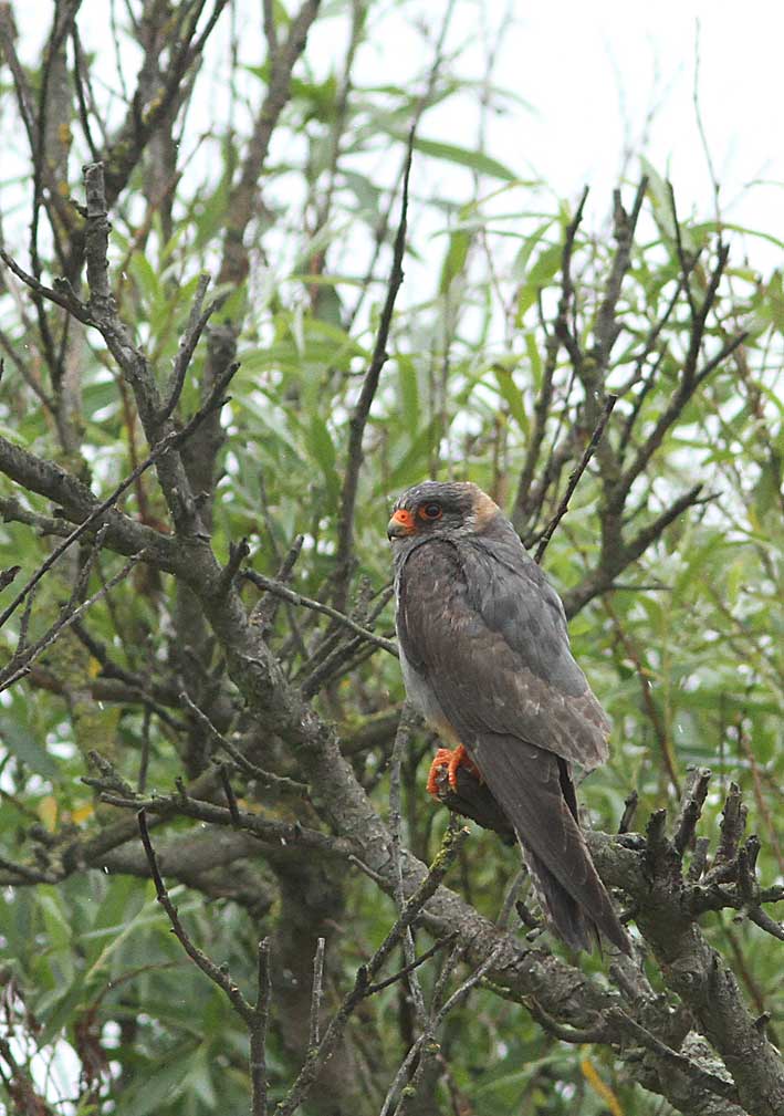 Red-footed Falcon