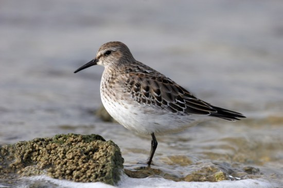 White-rumped Sandpiper