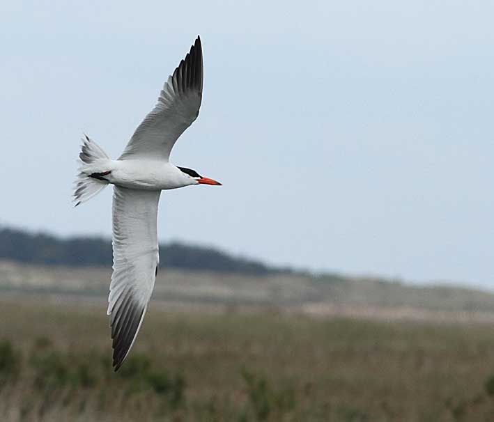 Caspian Tern