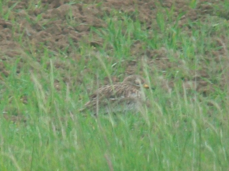 Stone Curlew