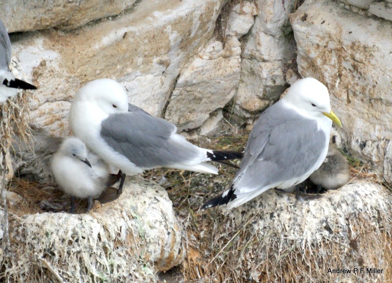 Kittiwake