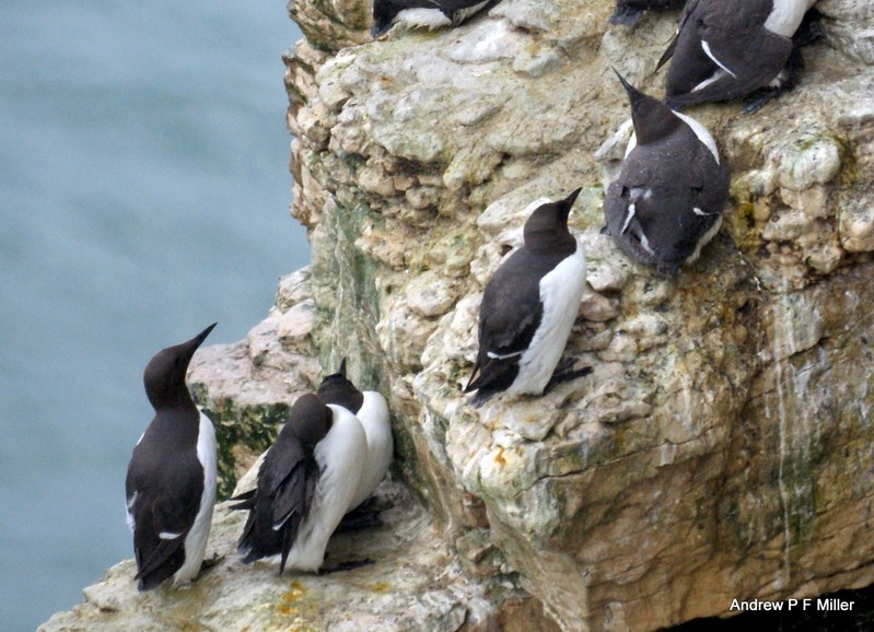 Guillemot