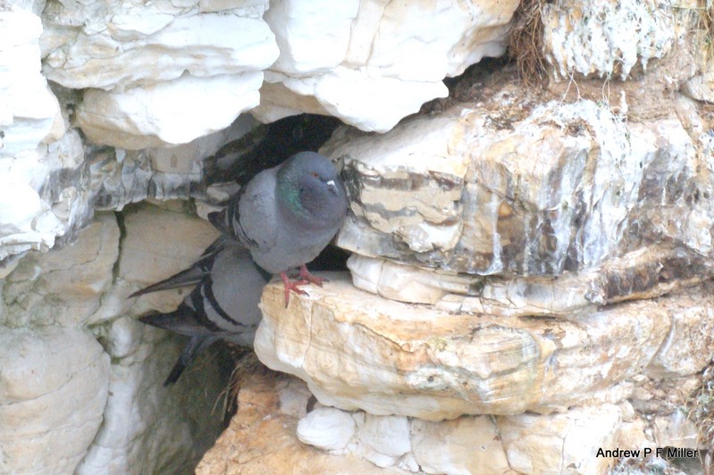 Rock Dove