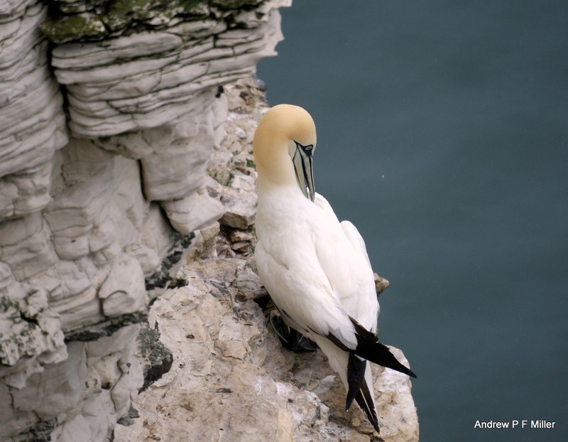 Gannet