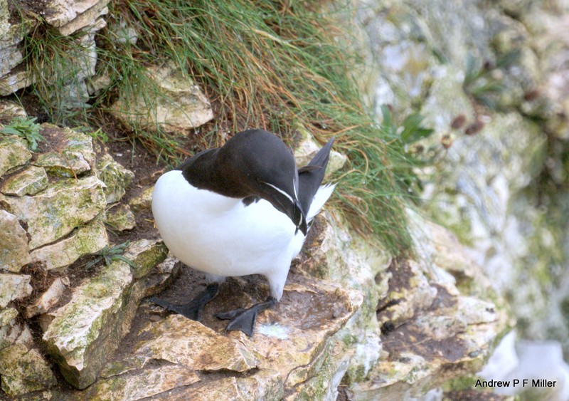 Razorbill