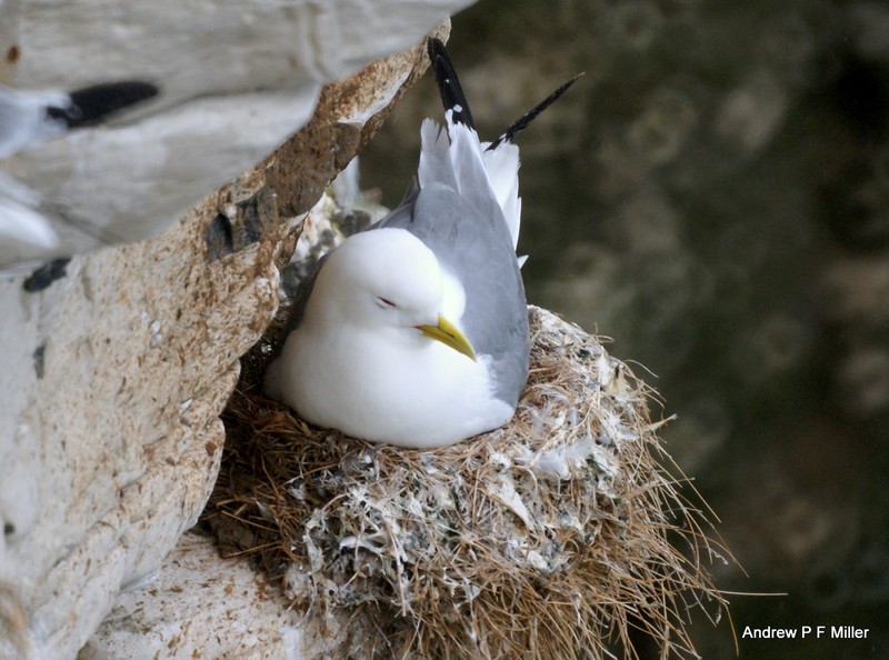 Kittiwake