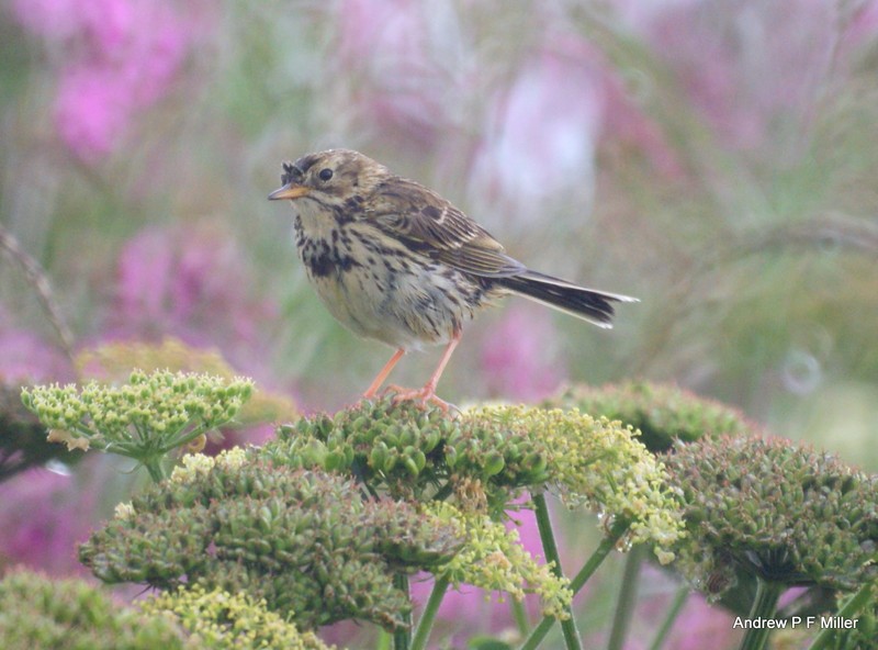 Meadow Pipit