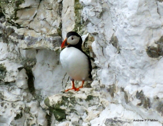 Puffin