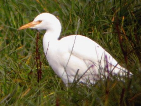 Cattle Egret