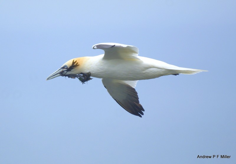 Gannet