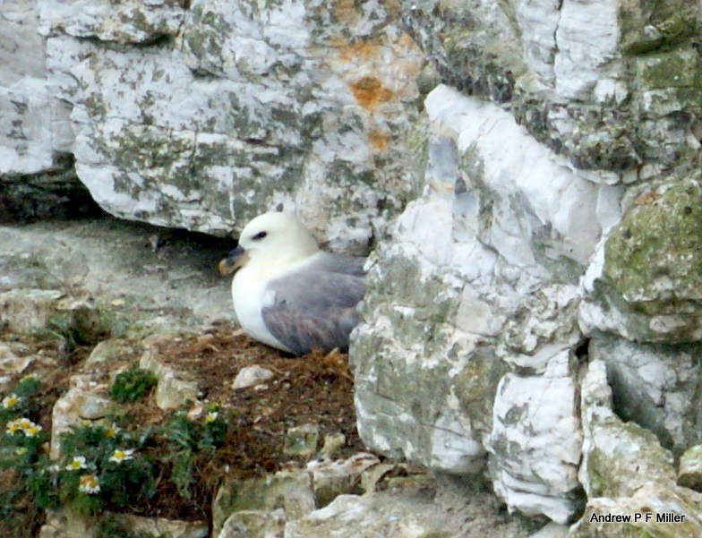 Fulmar