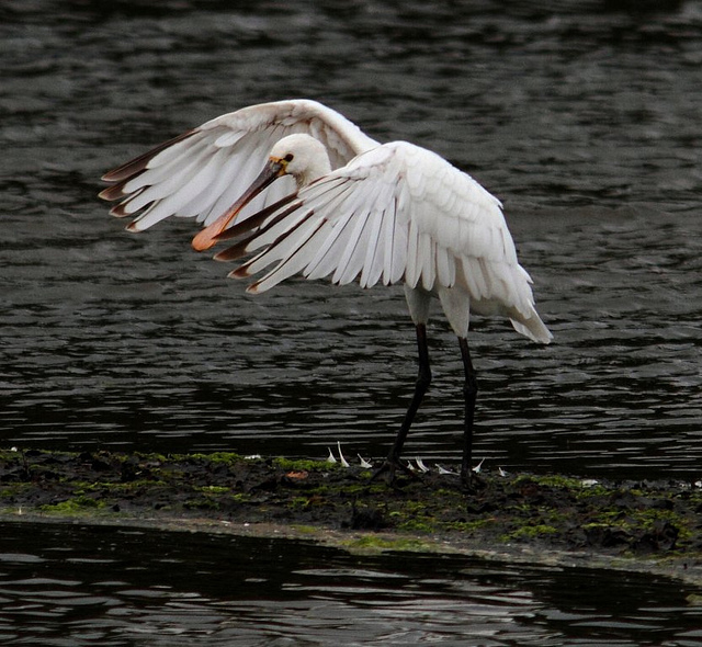 Spoonbill