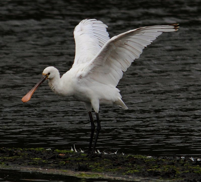 Spoonbill