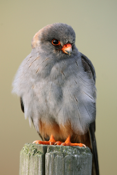 Red-footed Falcon